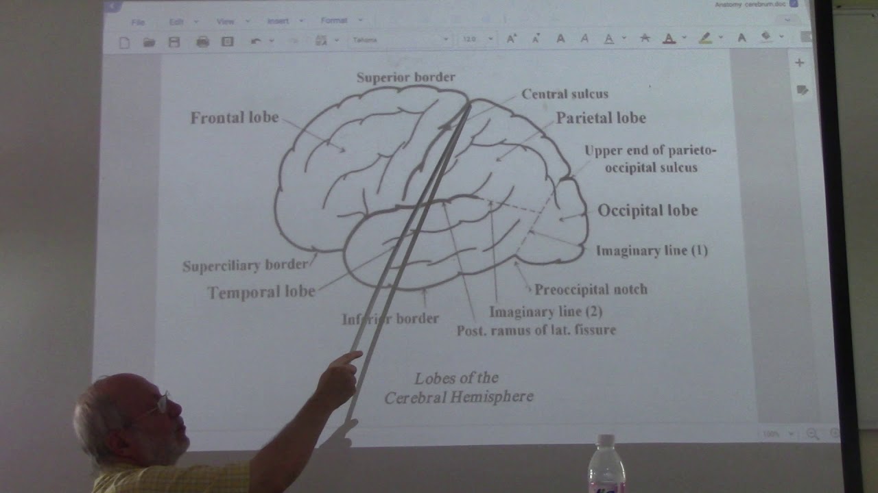 Neuroanatomy 59 ( Cerebrum , part 2) , by Dr. Wahdan - YouTube
