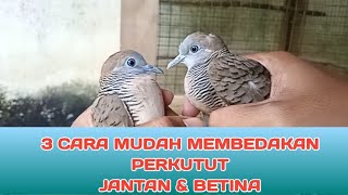 Perbedaan perkutut lokal jantan dan betina