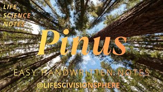 𝘗𝘪𝘯𝘶𝘴 🌲 | Morphology, Anatomy, Reproduction & Life Cycle | BSc Botany