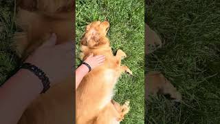 Sunny Day Massage part 2- tapotement (percussive massage) #goldenretriever #dogmassage