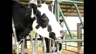 UNLOCKING THE POTENTIAL OF SMALL DAIRY FARMERS PART 2