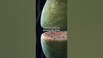 The Ugly Truth About Caffeine: A Neuroscientific Perspective #viral #shorts #shortsviral