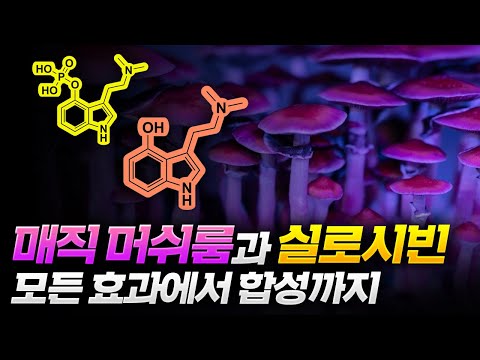 환각버섯 '매직 머쉬룸'의 모든 효과부터 합성까지