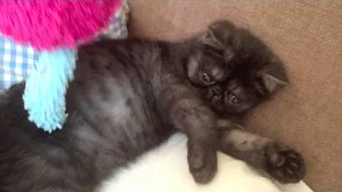 Dennis the Exotic shorthair kitten is lazy