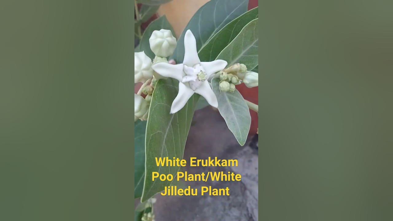 White Erukkam Poo Plant White Jilledu Plant YouTube white-erukkam-poo-plant-white-jilledu-plant-youtube