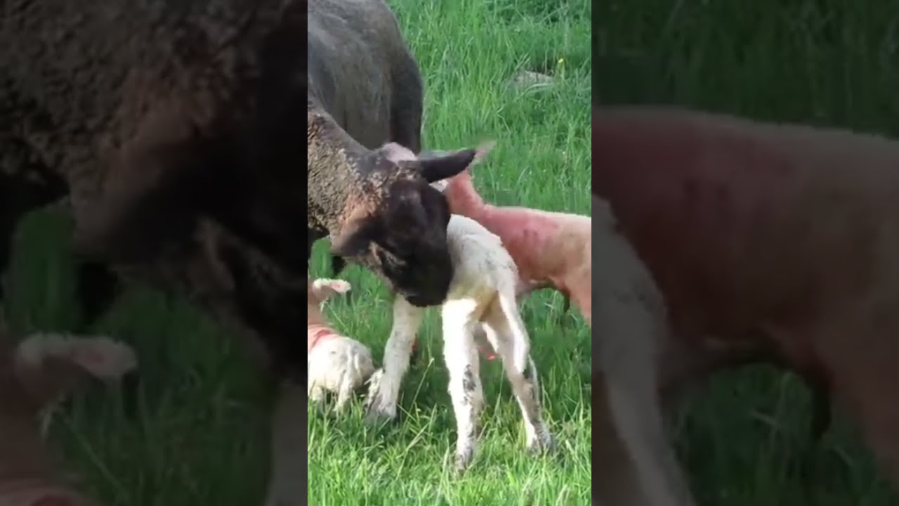 Sheep Gives Birth to 3 Lambs in Wash. 