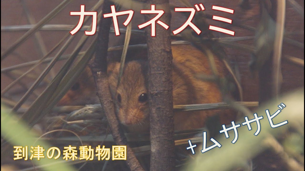 日本で一番小さいネズミ、カヤネズミ（到津の森） - YouTube