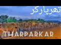 Thar After Rain | Thar Barish k Bad | Tharparkar