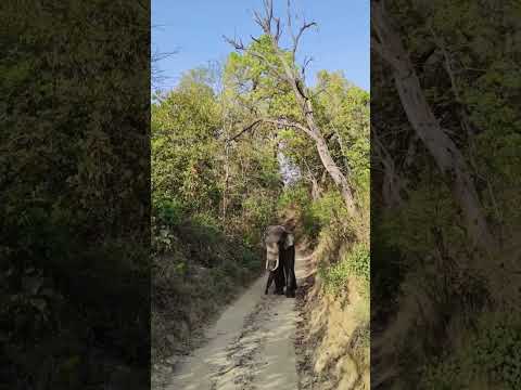 Video: Bannerghatta National Park-Locking Eyes with Cats