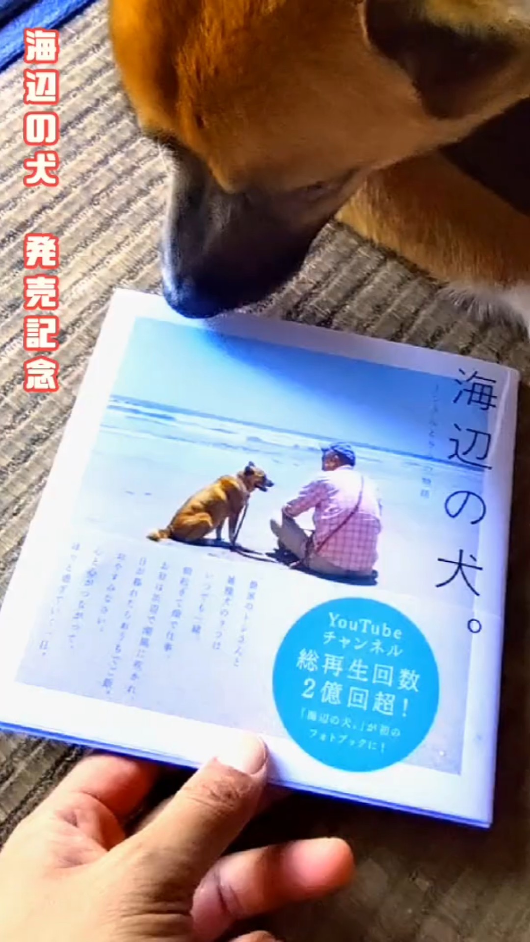 海辺の犬。　2冊セット 海辺の犬。 (TJMOOK) | トシ |本 | 通販 | Amazon