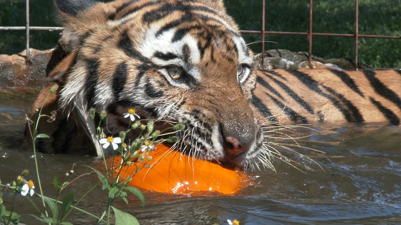 Тигр есть мясо. Тигр ест рыбу. Тигр ест фрукты.