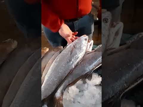 سعر سمك البحر الاحمر