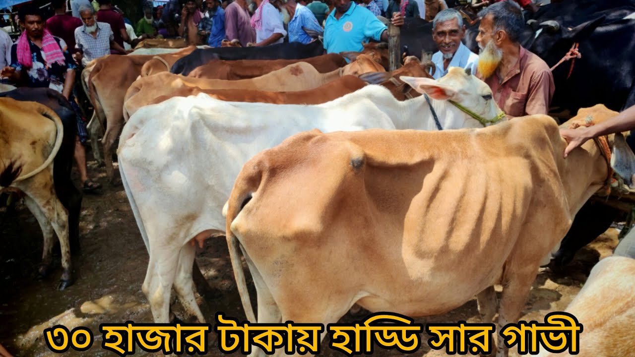 👉 হাড্ডি সার গাভী ও বকনা || সীমান্তবর্তী জয়পুরহাট নতুন হাট ১৬/০৮/২০২৫ || হাট সেরা গরু
