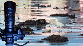 Revere Beach seagulls Panasonic GH7 Samyang Rokinon 135mm cine cinema lens 4K60 Hybrid Log Gamma HDR