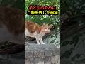 もらったハムを食べず、見失った子どもたちを探し続ける母猫