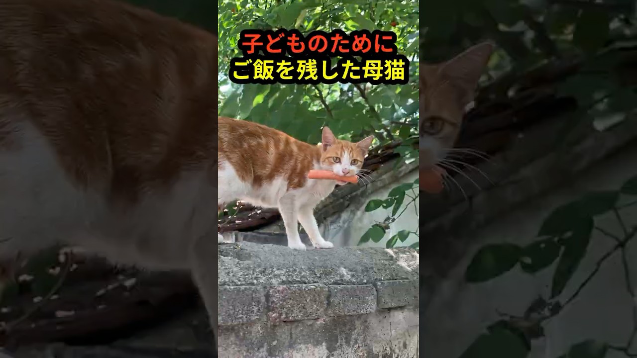 もらったハムを食べず、見失った子どもたちを探し続ける母猫