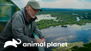 O Esturjão Beluga do Danúbio desapareceu? | Rios Grandiosos com Jeremy Wade | Animal Planet Brasil screenshot 5