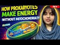 How Prokaryotes Make  Energy Without Mitochondria 