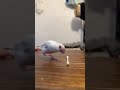 綿棒で文鳥ステップ