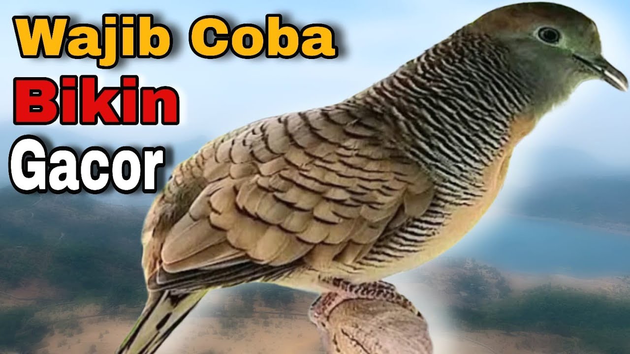 Perkutut lokal gacor pancingan agar burung perkutut cepat bunyi