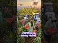 Modern Hybrid Tomato Farming | Future Agriculture Technology 🍅#shorts #viral #trending #farming
