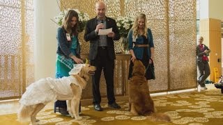 Patients Watch As Hospital Comfort Dogs Wed In Pawsome Ceremony