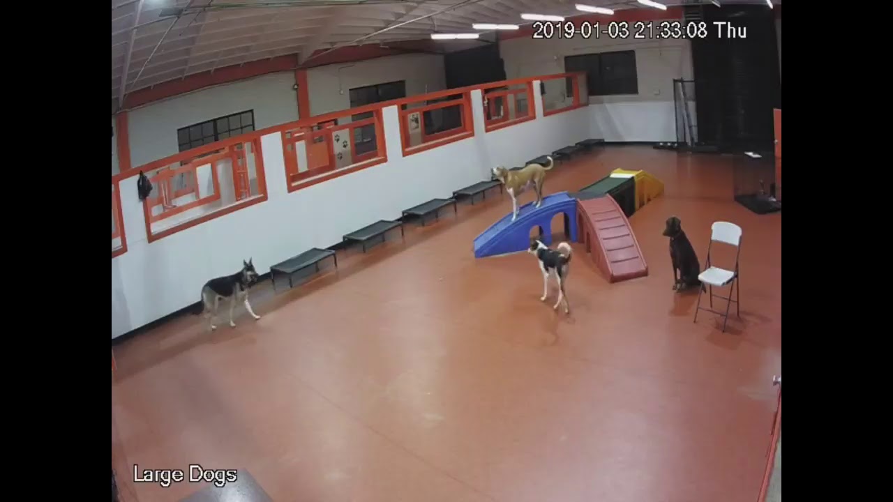 South Park Doggie LAX - Large Dogs Live Stream