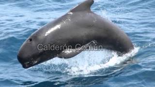 Especies de Calderones y Marsopas (Todos los cetáceos parte 3)