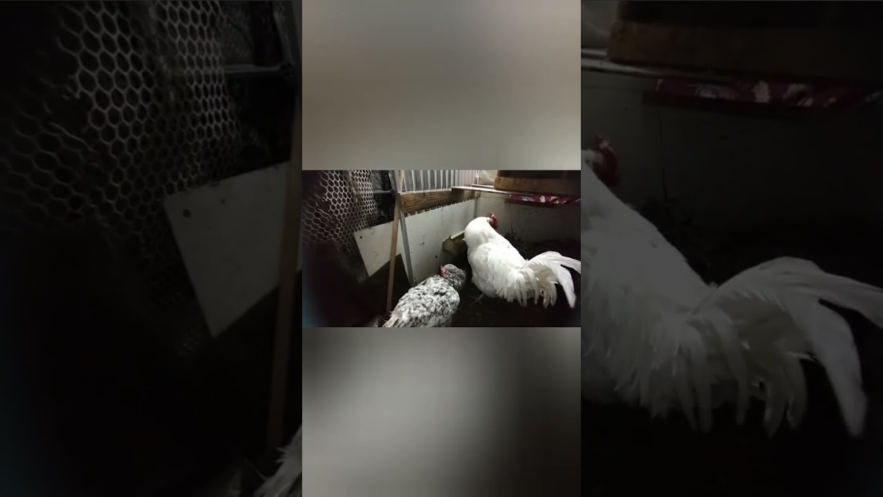 Тоок Битегенде ,  эмне кылуу керек 🚑, Көрүүчүнүн суроосуна жооп.