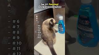 funny videos #cat #shorts