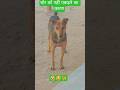 🔥 Chor Aaye The Aur Dog Ne Kar Diya Khel Khatam 😂🐶 | Funniest Dog Reaction Ever 🤣 #Shorts