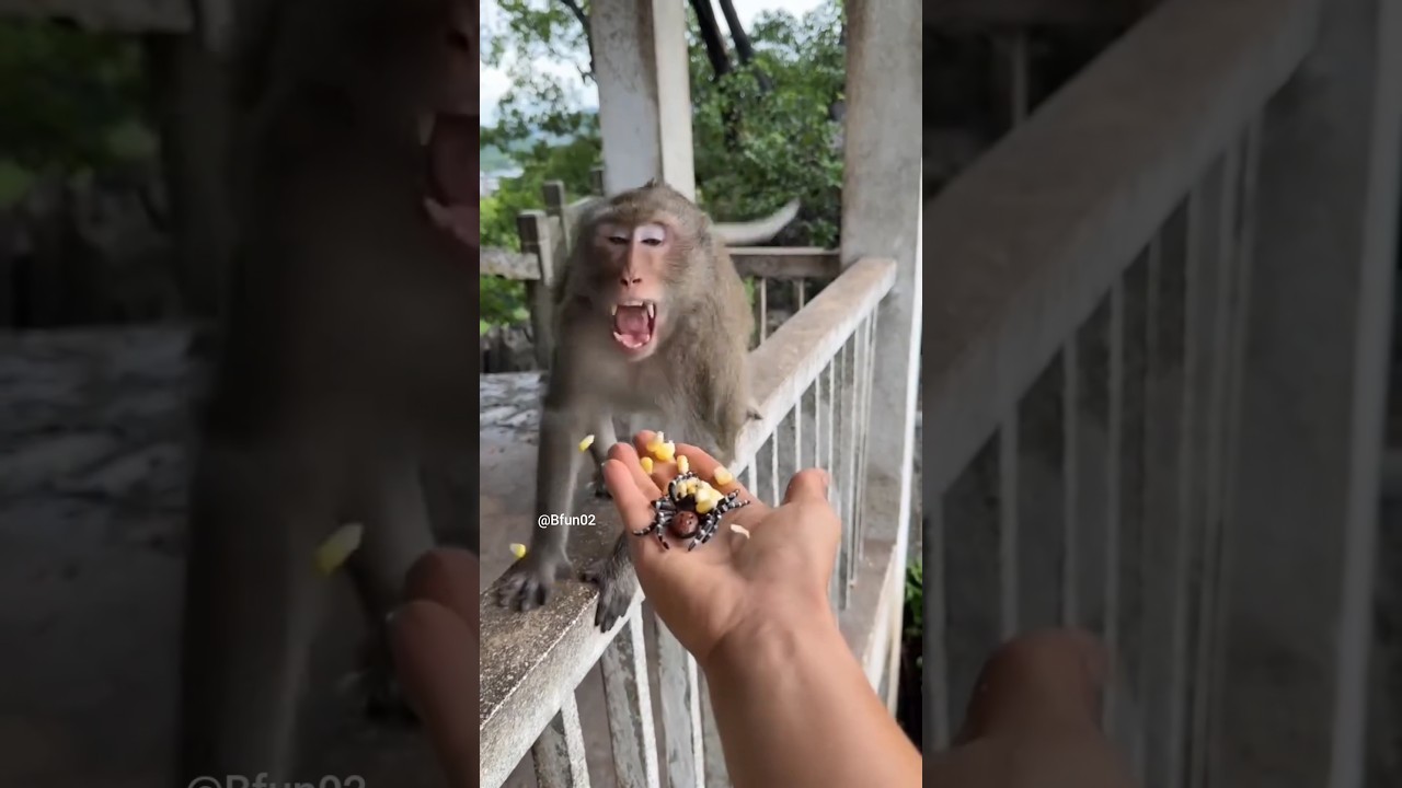 The monkey got scared of the spider. 😅🤣 