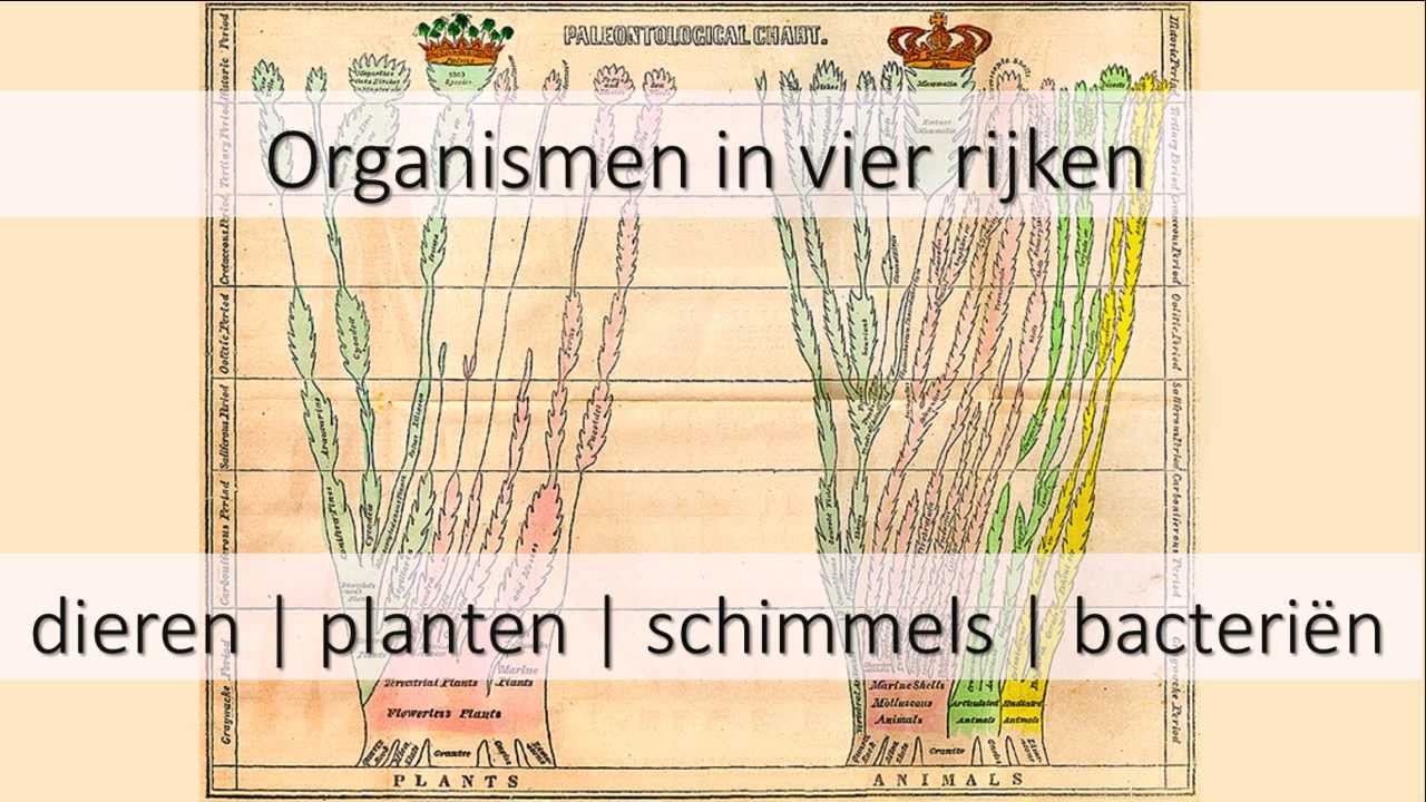 4 rijken en hun cellen - YouTube