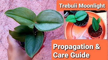 Scindapsus Trebuii Moonlight Propagation & Care Guide