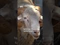 أضاحي العيد.. قضية فساد تهز الجزائر