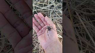 Exclusive look at this big black spider #animals #nature #spider #shorts Details
