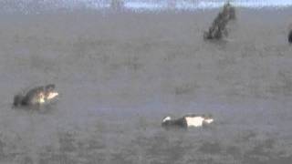 Garganey couple
