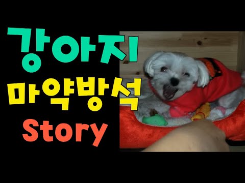 [말티즈] 281탄.말티즈 자몽의 새 <strong>방석</strong> 이야기