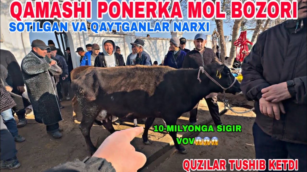 1-MART QASHQADARYO QAMASHI PIONERKA MOL BOZORIDAN SOTILGAN VA QAYTGAN MOL NARXLARI 2026