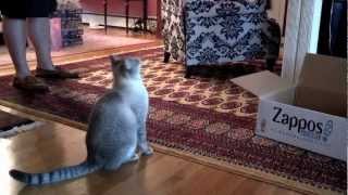 Head banging kittens