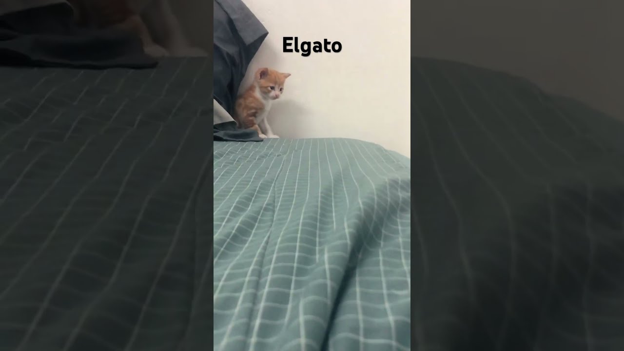 Elgato The Second