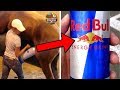 Los SECRETOS De RED BULL | ¿Realmente Está Hecho Con TAURINA?