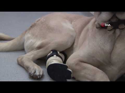 Video: Protezler Dörtlü Ampute Köpeği Ayağa Geri Döndürdü