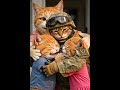 meow cat goes to war #trendingcats #viralpets #shorts