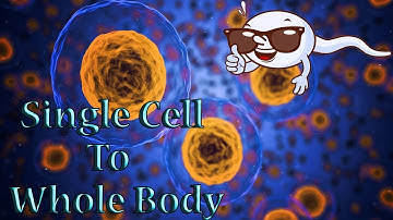 How Does a Single Cell Become a Whole Body? Human Cell Development System