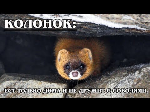 KOLINSKY: Enemy of the sable and relative of the weasel
