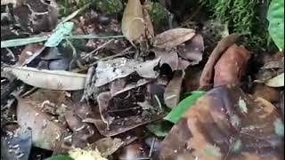Katak Tanduk Yang Langka