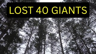 Exploring the never-logged Lost 40 in Northern Minnesota