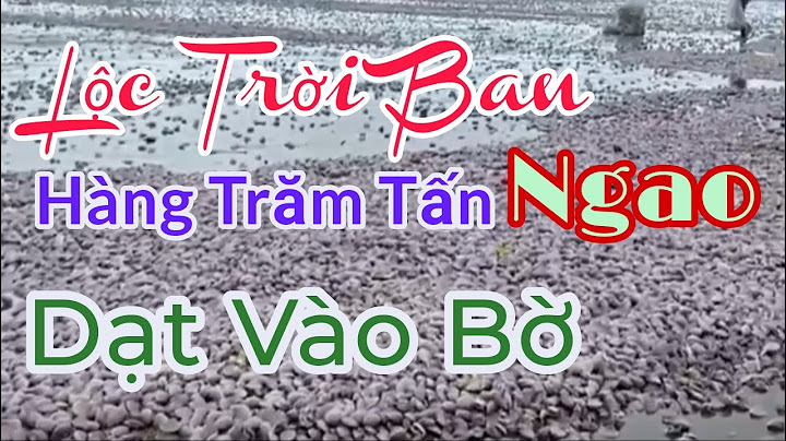 Lộc Trời Ban Hàng Trăm Tấn Ngao Dạt Vào Bờ Giao Hải Giao Thủy Nam Định Sau Ảnh Hưởng Của Bão Noru