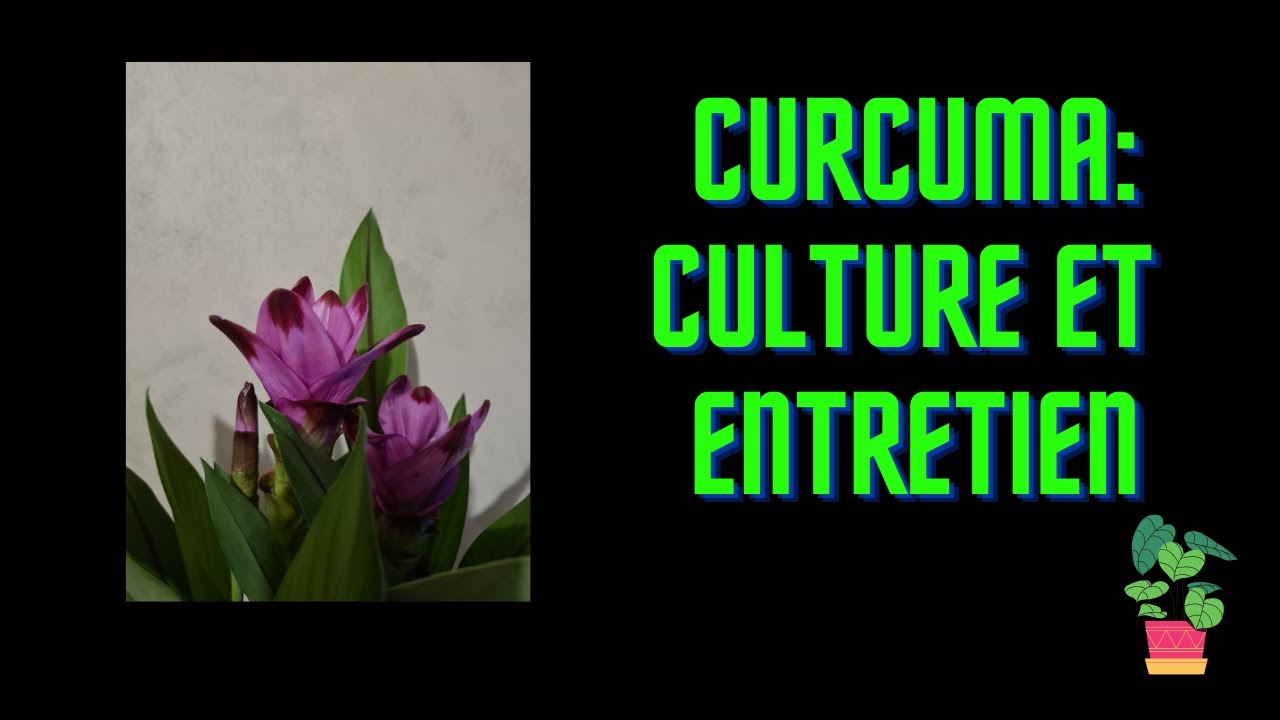 CURCUMA : culture et entretien